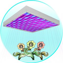 LED Light